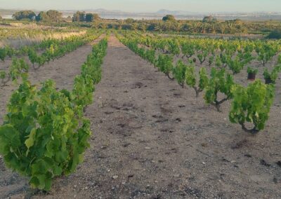 Jones' Jaunts - Walking in Spain