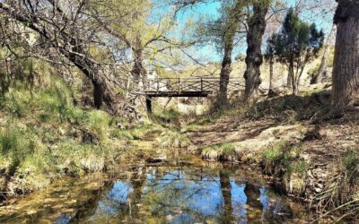 Pine pilgrims and a hermitage – part 2