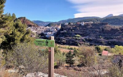 Pine pilgrims and a hermitage
