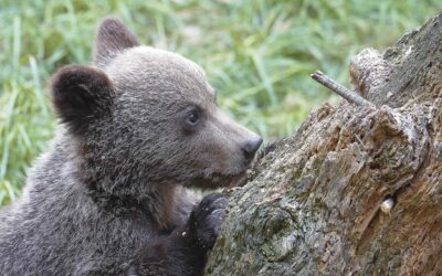 Iberian bears – a beacon of hope
