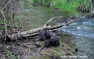 Otters on the up