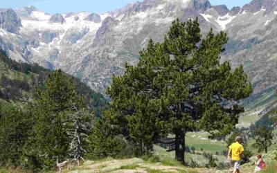 In the land of the giants