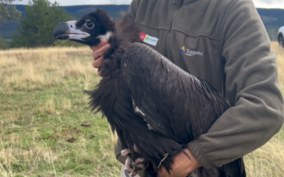 Giants of the skies return