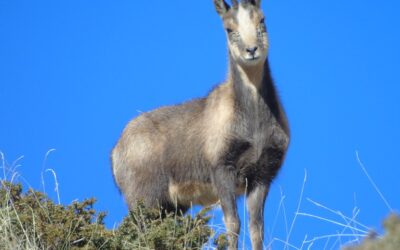 Animals of the Pyrenees