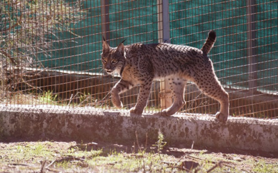 For the love of the lynx