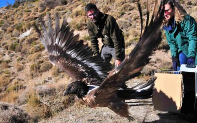 Bearded vultures bounce back