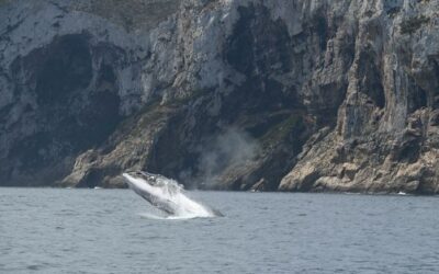 Unravelling the mysteries of the Mediterranean’s fin whales