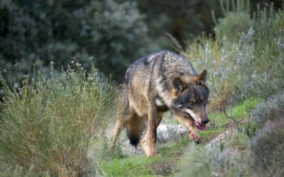 Backdoor manoeuvre to allow wolves to be hunted in Spain