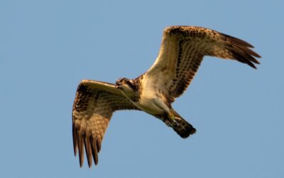 Osprey operation mounted by international brigade