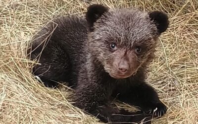 Tiny bear cub rescued
