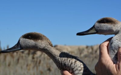 Saving Europe’s most endangered duck