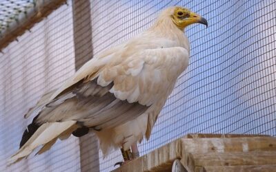 Egyptian vultures with an Iberian home