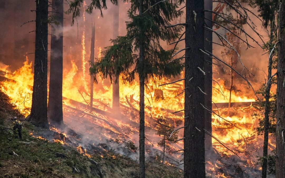 Facing up to the threat of forest fires