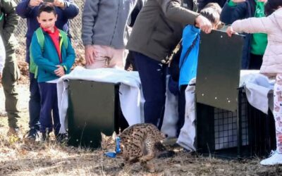 Lynxes return to northern Spain