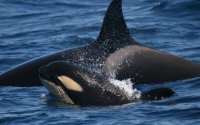 Spain’s orcas dance to the tunas’ tune