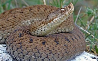 Spain’s snakes; part of the natural world