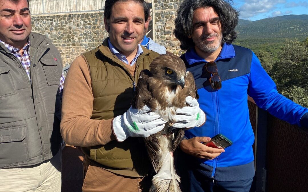 Snake-eating eagle thrives in Spain