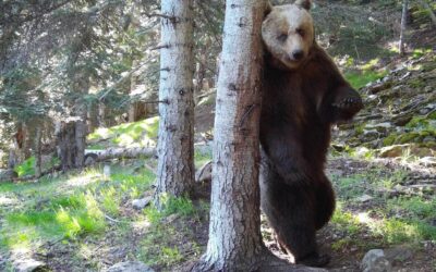 Bears on the up in the Pyrenees