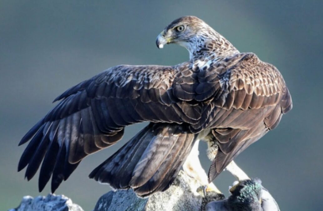 The speed merchant; Bonelli’s eagle, a Mediterranean bird