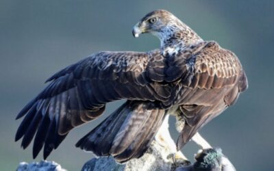 The speed merchant; Bonelli’s eagle, a Mediterranean bird