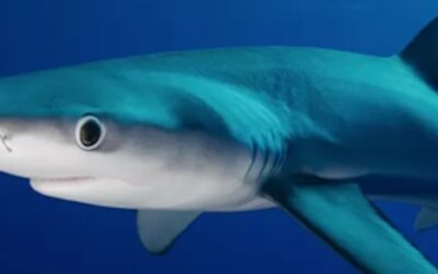Delving into the blue