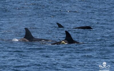 Campaign to save critically endangered Iberian orcas