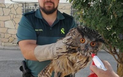 A ‘formidable hunter’; the Eurasian eagle-owl