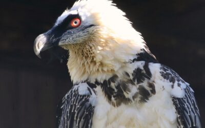 ‘Bone breaker’ starts to thrive in south of Spain