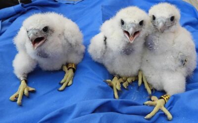 World’s fastest animal is nesting in Spain’s largest cities