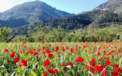 Following in the footsteps of the ice men