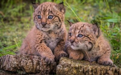 Iberian lynx population surge