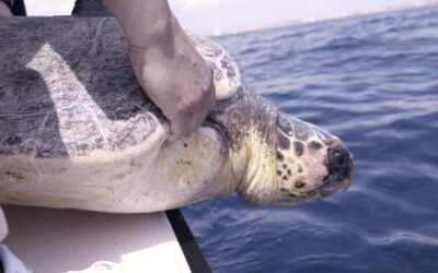 Torrevieja turtle returns to the sea