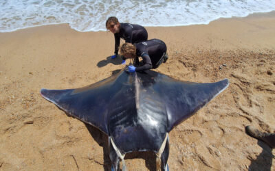 Giant ray beaching mystery under investigation