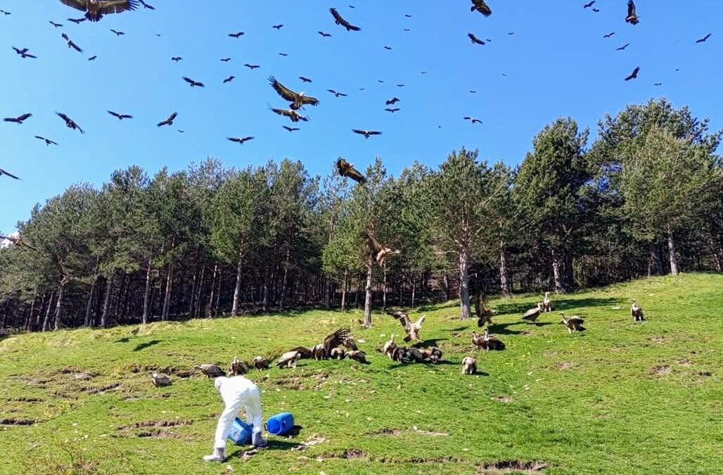The best vulture restaurant in town
