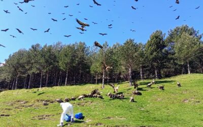 The best vulture restaurant in town