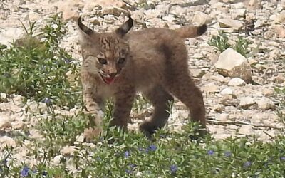 Lynx cubs born in the wild in Murcia