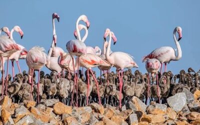 In the pink; flamingo breeding boom in Torrevieja