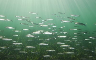 Mar Menor wins UN recognition