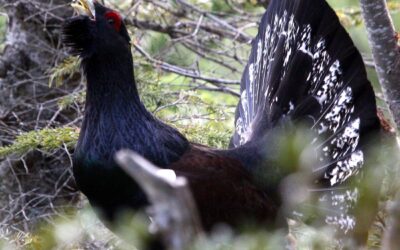 Big, beautiful bird bids to beat extinction threat