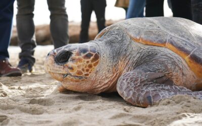 Turtle time is here again