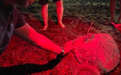 Diana does it again; prolific turtle lays more eggs