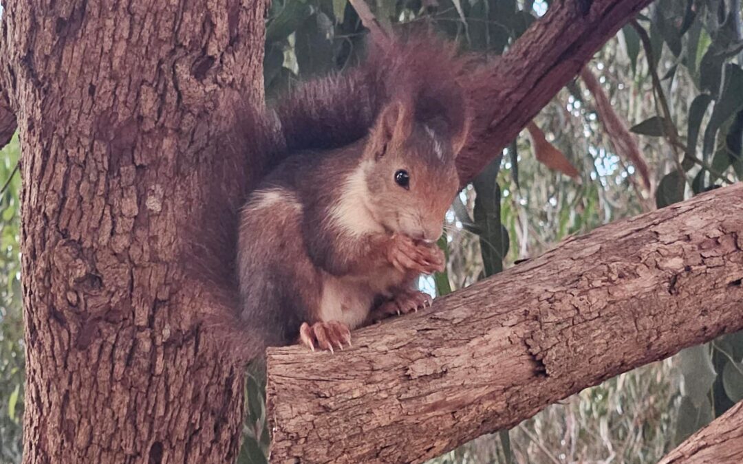 The squirrels’ tale