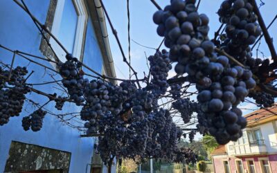 Cross-border ‘camino’; stage 9