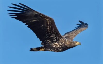 Europe’s largest eagle nests in Spain